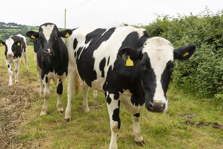 Cows with a claf in a meadow in the countryside Englandの写真素材