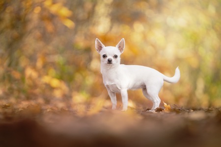 Chihuahua dog sitting in an autumn forest lane with sunbeamsの写真素材