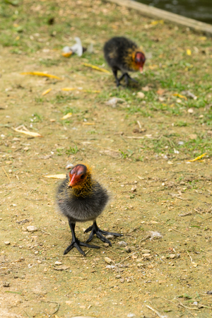 Two Eurasian water coot chicks fouraging near a brookの写真素材
