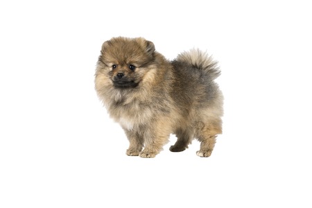 Small Pomeranian puppy standing isolated on a white backgroundの写真素材