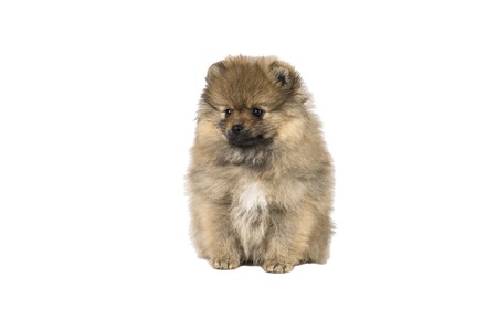 Small Pomeranian puppy sitting isolated on a white backgroundの写真素材
