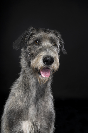 Grey large Irish wolfhound dog sitting looking at camera black backgroundの写真素材