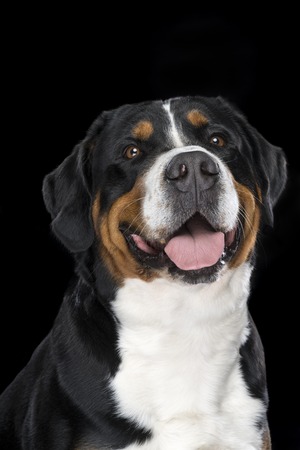 Portrait Swiss Mountain dog isolated black background sittingの写真素材