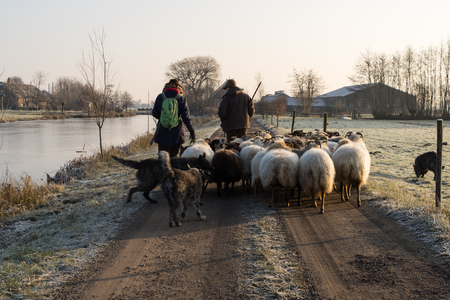 Back view of a herd of sheep with shepherds in the winter sunの写真素材