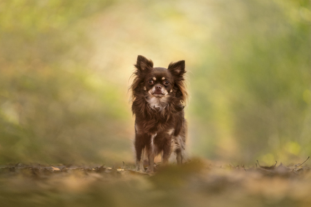 Chihuahua dog sitting in an autumn forest lane with sunbeamsの写真素材