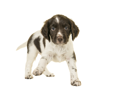 Cute Small Munsterlander Puppy standing on isolated on a white background paw upの写真素材