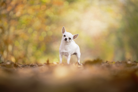 Chihuahua dog sitting in an autumn forest lane with sunbeamsの写真素材