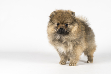Small Pomeranian puppy standing isolated on a white and gray backgroundの写真素材