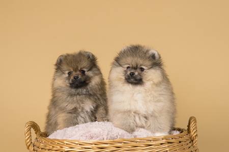 Two small Pomeranian puppies sitting in a basket with a beige backgroundの写真素材