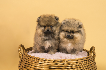 Two small Pomeranian puppies sitting in a basket with a beige backgroundの写真素材