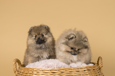 Two small Pomeranian puppies sitting in a basket with a beige backgroundの写真素材