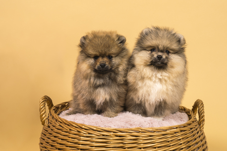 Two small Pomeranian puppies sitting in a basket with a beige backgroundの写真素材