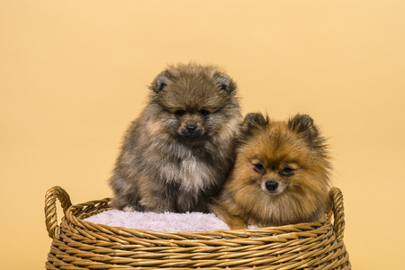 Two small Pomeranian puppies sitting in a basket with a beige backgroundの写真素材