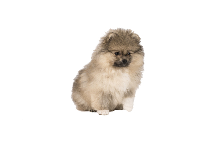 Small Pomeranian puppy standing isolated on a white backgroundの写真素材