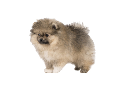 Small Pomeranian puppy standing isolated on a white backgroundの写真素材