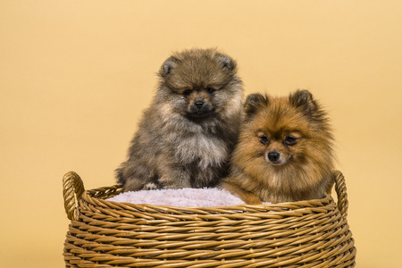 Two small Pomeranian puppies sitting in a basket with a beige backgroundの写真素材
