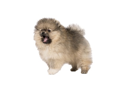 Small Pomeranian puppy standing isolated on a white background barkingの写真素材