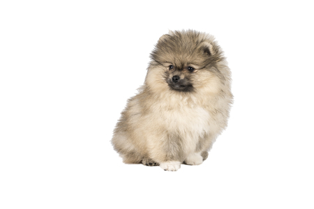 Small Pomeranian puppy standing isolated on a white backgroundの写真素材