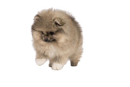 Small Pomeranian puppy standing isolated on a white backgroundの写真素材