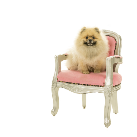Cute Pomeranian dog sitting in pink baroque chair isolated on a white backgroundの写真素材