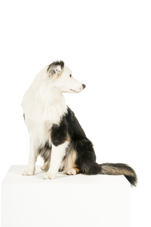 Australian Shepherd dog in white background looking backの写真素材