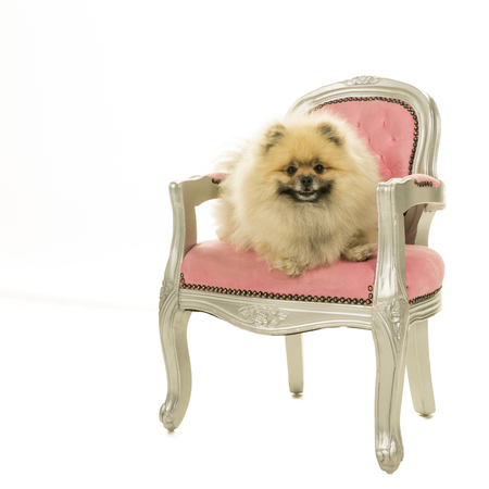 Cute Pomeranian dog sitting in pink baroque chair isolated on a white backgroundの写真素材