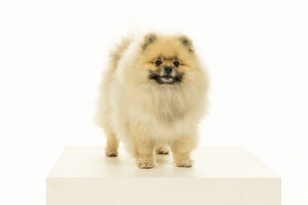 Small Pomeranian puppy standing isolated on a white backgroundの写真素材