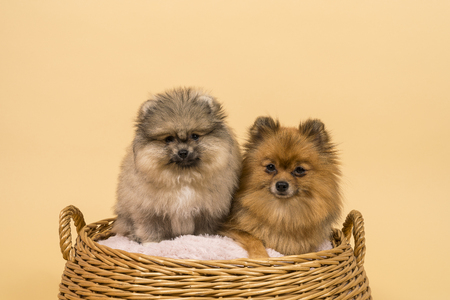 Two small Pomeranian puppies sitting in a basket with a beige backgroundの写真素材