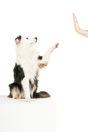 Australian Shepherd dog in white background giving a high fiveの写真素材