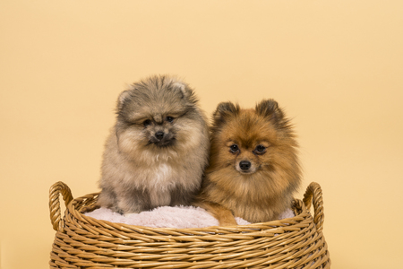 Two small Pomeranian puppies sitting in a basket with a beige backgroundの写真素材
