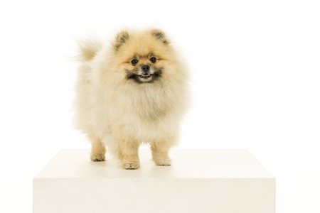 Small Pomeranian puppy standing isolated on a white backgroundの写真素材
