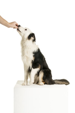 Australian Shepherd dog in white background recieving a treatの写真素材