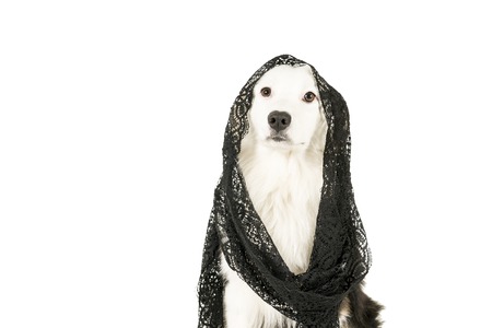 Australian Shepherd dog in white background wearing a black veilの写真素材