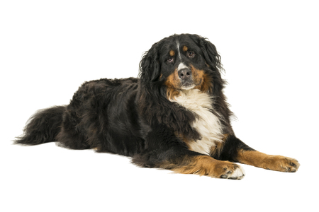 Berner Sennen Mountain dog lying looking up isolated on a white backgroundの写真素材