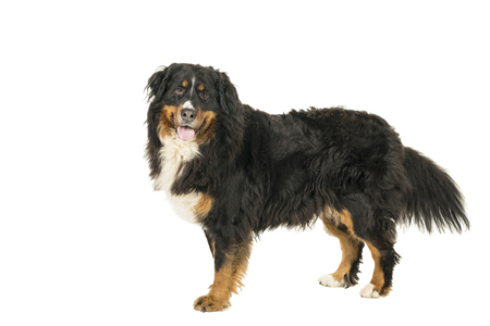 Berner Sennen Mountain dog standing looking up isolated on a white backgroundの写真素材