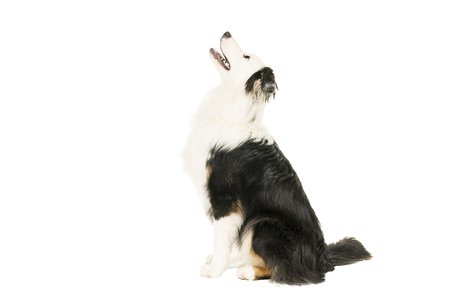 Australian Shepherd dog in white background sitting sideways looking upの写真素材