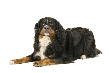 Berner Sennen Mountain dog lying looking up isolated on a white backgroundの写真素材