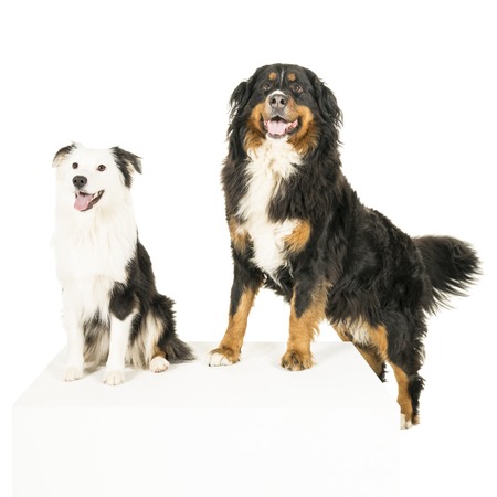 Berner Sennen Mountain and Australian Shepherd dog standing on white backgroundの写真素材