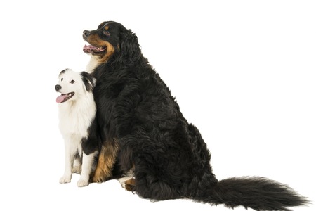 Berner Sennen Mountain and Australian Shepherd dog sitting on a white backgroundの写真素材