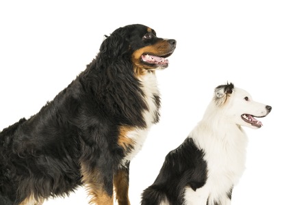 Berner Sennen Mountain and Australian Shepherd dog standing on white backgroundの写真素材