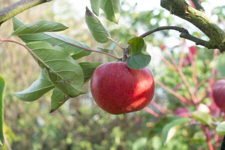 Ripe Apples hanging on branches in the tree in Orchard ready for harvesting, an afternoon shotの写真素材