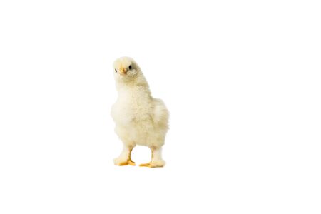 Young fluffy yellow Easter Baby Chickens standing Against White Backgroundの写真素材