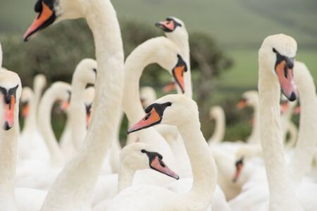 Close-up image of a herd of white Mute Swans - Cygnus Olor