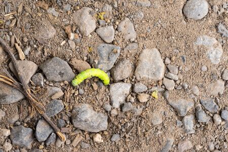 Green caterpillar on the ground between stones and sand with copy space
