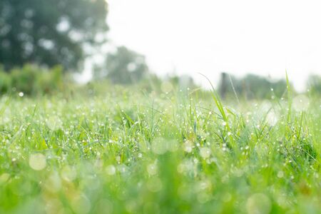 Fresh juicy young grass in droplets of morning dew a in summer spring soft focus and bokehの写真素材