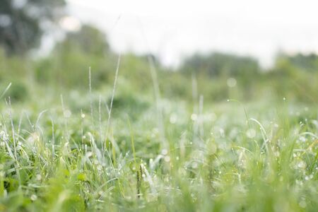 Fresh juicy young grass in droplets of morning dew a in summer spring soft focus and bokehの写真素材