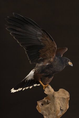A studio portrait of a bird of prey close up, Harris's hawk (Parabuteo unicinctus) sitting on a trunk of a tree with a brown and black backgroundの写真素材