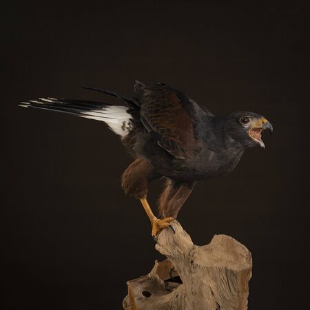 A studio portrait of a bird of prey close up, Harris's hawk (Parabuteo unicinctus) sitting on a trunk of a tree with a brown and black backgroundの写真素材
