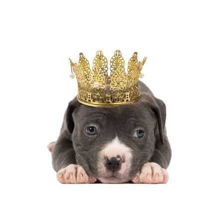 A purebred American Bully or Bulldog pup with blue and white fur with a golden crown lying down isolated on a white backgroundの写真素材