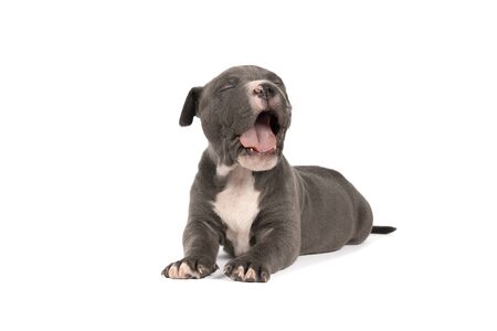 A tired and yawning purebred American Bully or Bulldog pup with blue and white fur lying down isolated on a white backgroundの写真素材